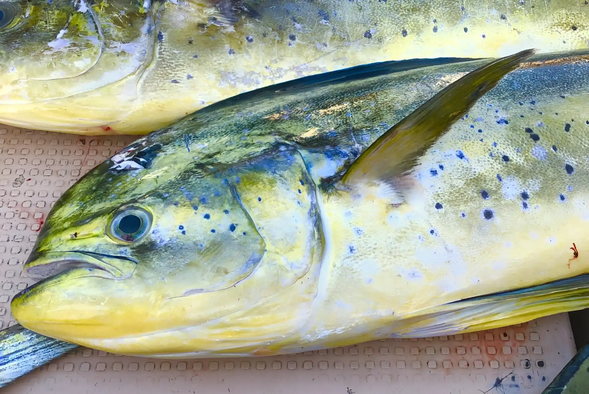 Pelagic Species